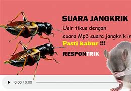 Apakah Tikus Takut Jangkrik