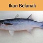 Artikel Ikan Tongkol