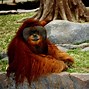 Gambar Orang Utan Lagi Galau